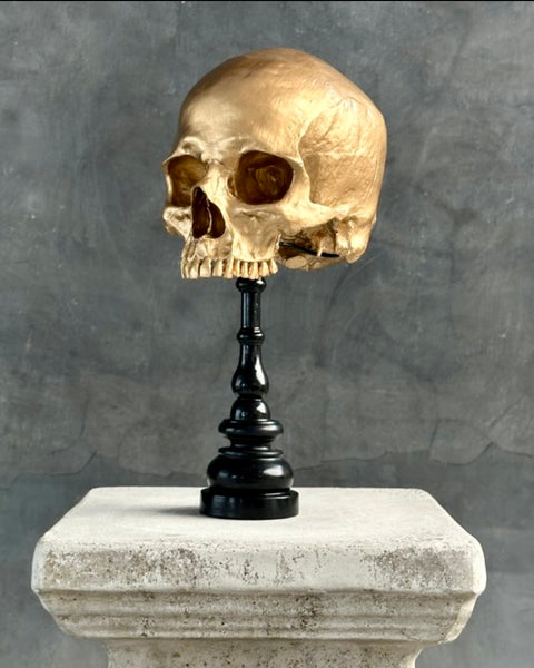 Stunning Human Skull - SOOKA