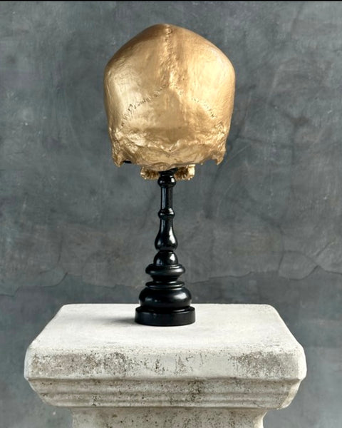 Stunning Human Skull - SOOKA