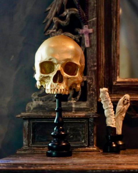 Stunning Human Skull - SOOKA