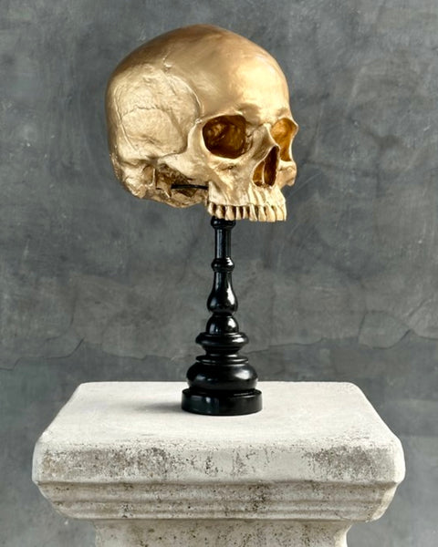 Stunning Human Skull - SOOKA