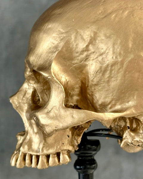 Stunning Human Skull - SOOKA