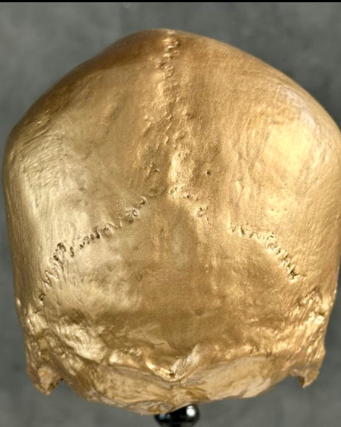 Stunning Human Skull - SOOKA