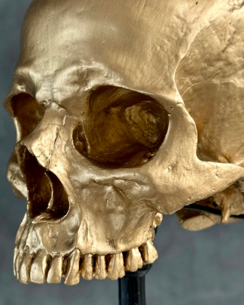 Stunning Human Skull - SOOKA