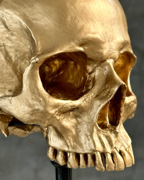 Stunning Human Skull - SOOKA