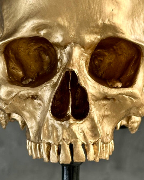 Stunning Human Skull - SOOKA