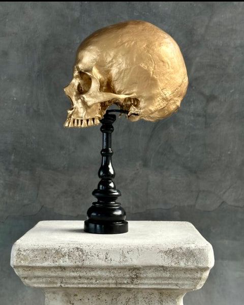 Stunning Human Skull - SOOKA