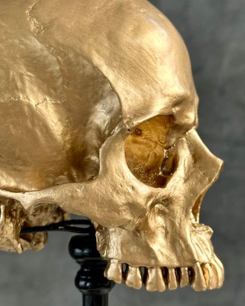 Stunning Human Skull - SOOKA