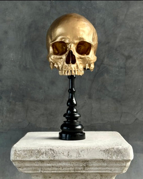 Stunning Human Skull - SOOKA